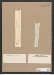 Pleurosigma angulatum var. elongatum (W.Sm.) V.H. (de-Toni-Nr.: Genus 13, Species 1001) Zeichnungen Sammlung Grunow Nr. 2009 (NHMW-BOT-W0368858)
